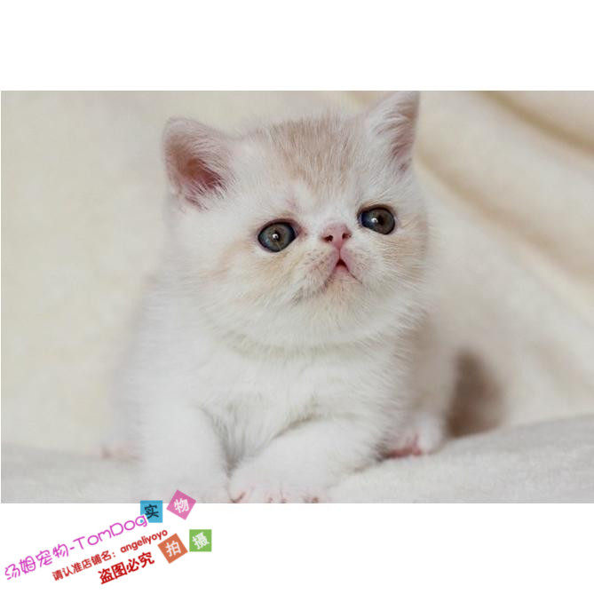 赛级加菲猫异国短毛猫加菲猫活体纯种宠物猫幼猫短毛猫g