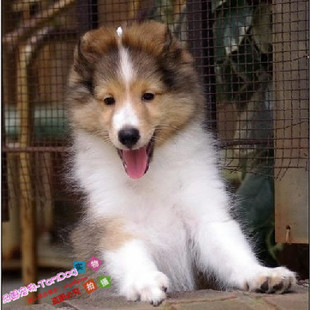 自家赛级喜乐蒂牧羊犬纯种三色喜乐蒂幼犬活体宠物狗疫苗齐全g