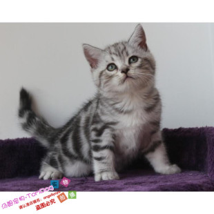 CFA注册猫舍美国短毛猫美短起司幼猫幼崽宠物猫活体纯种出售g