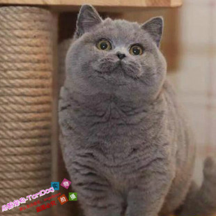 蓝猫幼猫活体纯种英国短毛猫宠物猫咪立耳俄罗斯蓝白猫猫舍g