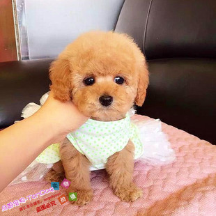 出售纯种泰迪幼犬玩具泰迪犬贵宾犬迷你犬茶杯犬宠物狗狗TD3g