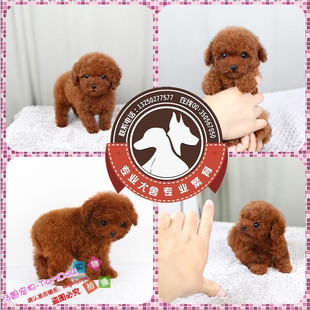适合家养纯种泰迪幼犬宠物狗狗小体红贵宾茶杯犬包健康g