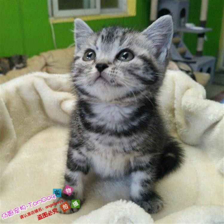 美短活体纯种猫美国短毛猫银虎斑美短加白起司宠物猫幼猫包邮g,宠物/宠物食品及用品,猫咪,淘宝优惠券,粉丝福利购,淘宝优惠卷