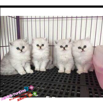 英短银渐层蓝猫小猫英国短毛猫金吉拉纯种活体纯种猫幼猫g