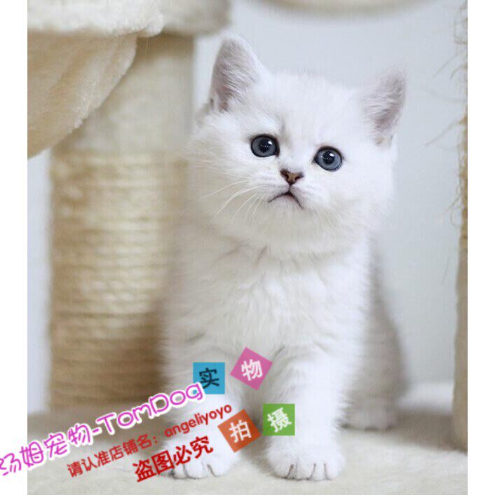宠物猫咪蓝猫活体布偶加菲猫折耳猫蓝白英短渐层猫美短加白幼猫g