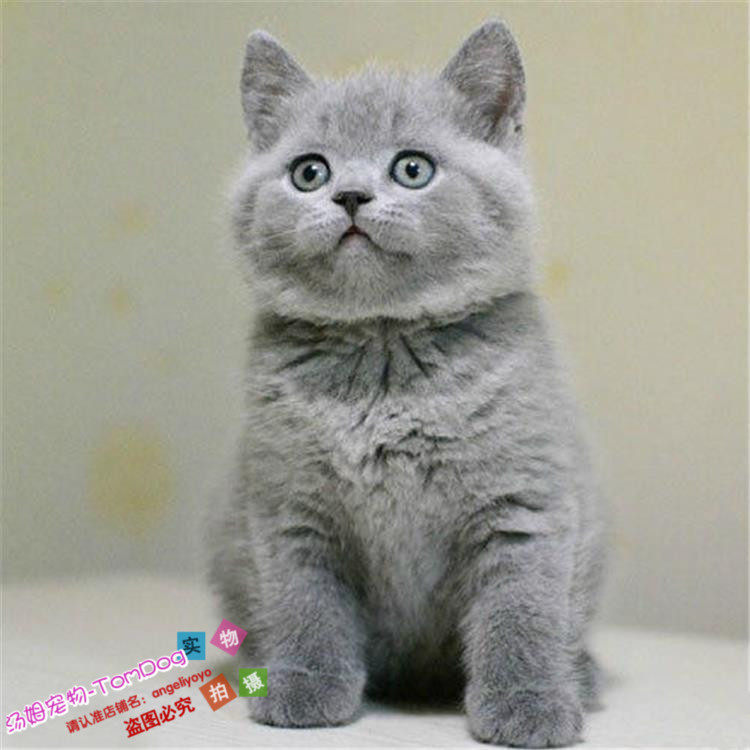 包邮小猫英短纯种英短蓝猫活体幼仔幼猫种苗灰猫出售英短蓝猫g