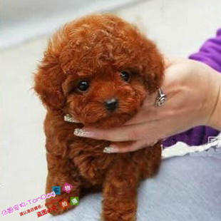 玩具型棕红色泰迪幼犬宠物狗狗名犬泰迪犬可送货上门挑选g