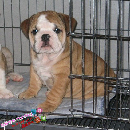纯种家养聪明伶俐的英国斗牛犬幼犬活体宠物狗宝宝纯种可爱听话g