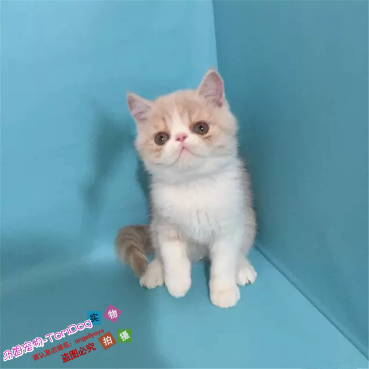 家庭猫舍出售纯种加菲猫幼猫加菲猫活体异国短毛猫净樊红虎斑e