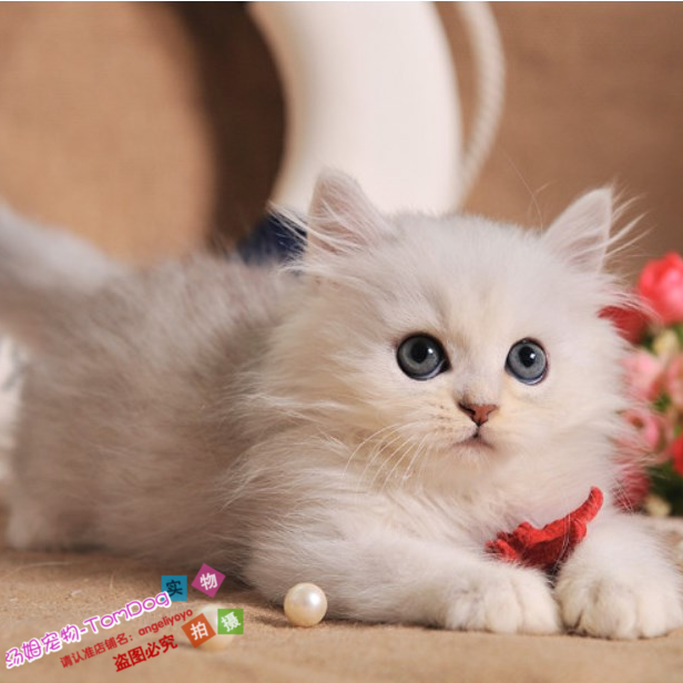 金吉拉活体幼猫纯种长毛猫家养宠物猫绿眼金吉拉波斯猫活体猫咪e