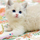 宠物幼猫活体纯种布偶猫幼猫布偶猫双色活体宠物猫宠物猫咪出售g