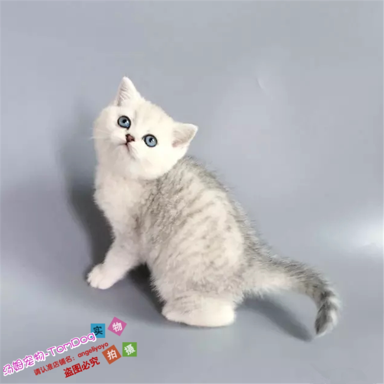 出售纯种英短渐层立耳英国短毛猫幼猫活体宠物猫可上门挑选e