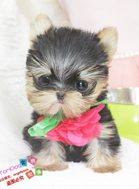 茶杯犬纯种约克夏约克夏幼犬赛级约克夏小体约克夏幼犬L007g