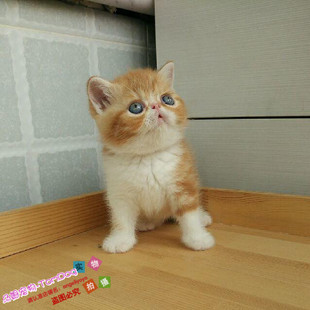 上海出售纯种健康异国短毛猫加菲猫活体幼猫宠物猫可送货上门g