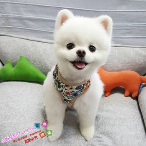 出售纯种小体纯白色博美狗狗宠物幼犬俊介犬同款城市家养小型犬g