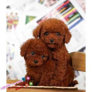 赛级红泰迪幼犬茶杯长不大的泰迪狗玩具型迷你赛级灰色贵宾28g