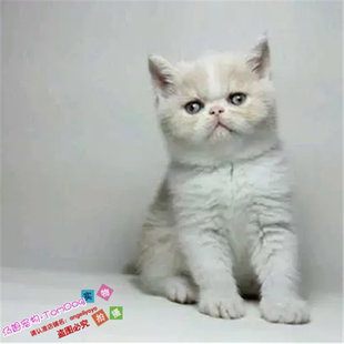 宠物活体小猫咪出售家养波斯猫幼猫幼崽异国短毛猫加菲纯种活体g