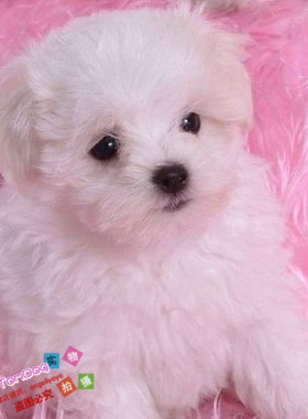 家养赛级健康活泼可爱纯种马尔济斯幼犬活体宠物狗本地自家繁殖g