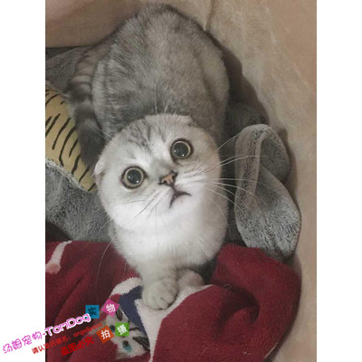 纯种渐层活体苏格兰折耳猫