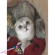 CFA纯种渐层猫渐层折耳猫苏格兰折耳猫渐层猫活体幼猫渐层猫g