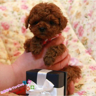 赛级红泰迪幼犬茶杯长不大的泰迪狗玩具型迷你赛级灰色贵宾23g