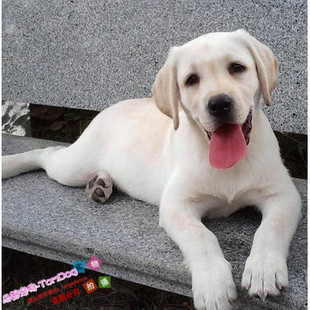 纯种拉布拉多导盲犬工作犬性情温良乖巧家庭伴侣犬神犬小七同款g