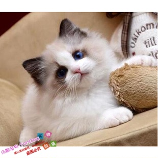 CFA注册猫舍出售美国布偶猫海豹蓝双色活体幼猫宠物猫布偶g