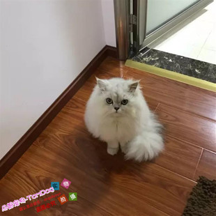 出售金吉拉幼猫长毛猫纯种家养宠物猫活体猫咪健康包邮血统纯正g