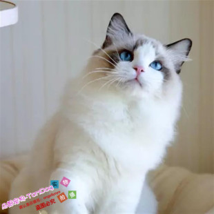 CFA猫舍出售布偶猫幼猫活体纯种海豹双色蓝眼睛美国布偶宠物猫g