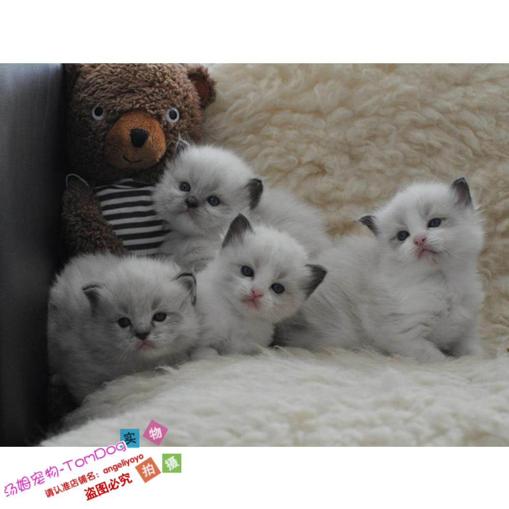 注册猫舍出售纯种美国布偶猫海豹蓝眼布偶活体幼猫宠物布偶幼猫g,宠物/宠物食品及用品,猫咪,淘宝优惠券,粉丝福利购,淘宝优惠卷