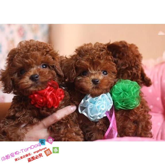 赛级红泰迪幼犬茶杯长不大的泰迪狗玩具型迷你赛级灰色贵宾27g,宠物/宠物食品及用品,狗狗,淘宝优惠券,粉丝福利购,淘宝优惠卷