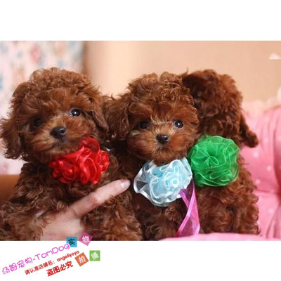 幼犬茶杯长不大灰色贵宾泰迪狗