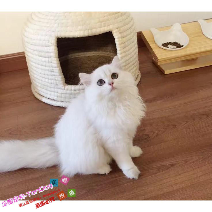 赛级金吉拉宠物猫纯种活体渐层金吉拉蓝眼睛家养金吉拉幼猫出售g