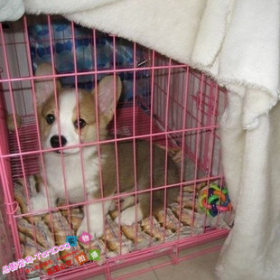 赛级 英皇专用宠物威尔士柯基犬幼犬活体宠物狗小型犬粗鼻线g 包邮