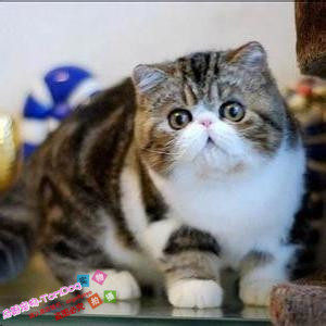 宠物猫活体加菲猫活体异国短毛猫波斯猫折耳猫蓝猫英短幼猫出售g