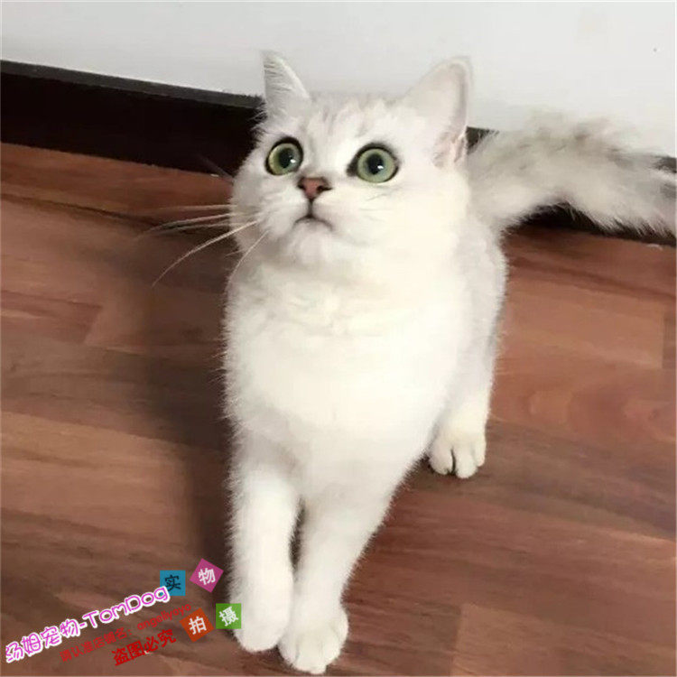 英短银渐层英国短毛猫家养活体幼猫宠物猫渐层猫纯种银渐层g