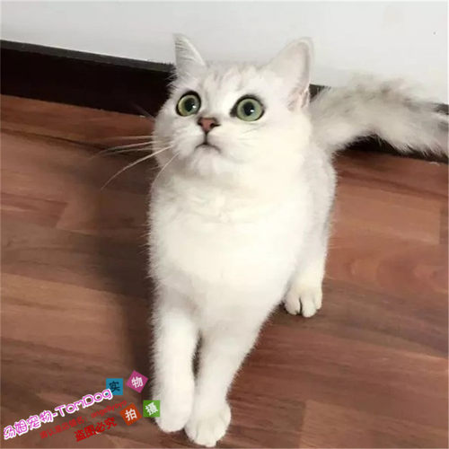 英短银渐层英国短毛猫纯种活体