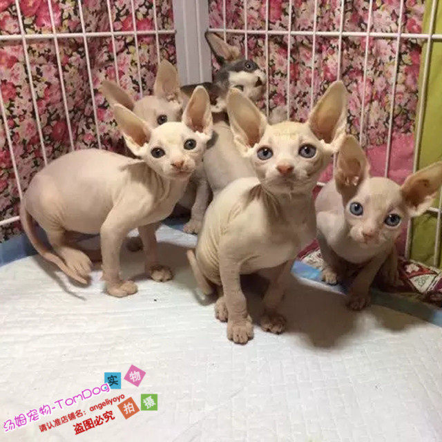 CFA注册猫舍出售斯芬克斯宠物猫加拿大无毛猫活体幼猫纯种健康g