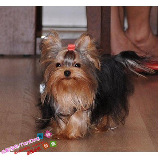 小型犬约克夏狗狗家养室内宠物小狗约克夏幼犬活体宠物狗玩赏犬g