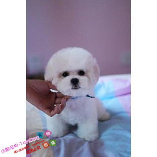 纯种迷你白色比熊幼犬活体宠物狗狗小体比熊犬家养支持支付宝g