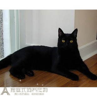 家养出售孟买小黑豹孟买猫幼猫黑色英国短毛猫镇宅招财宝宝预定g