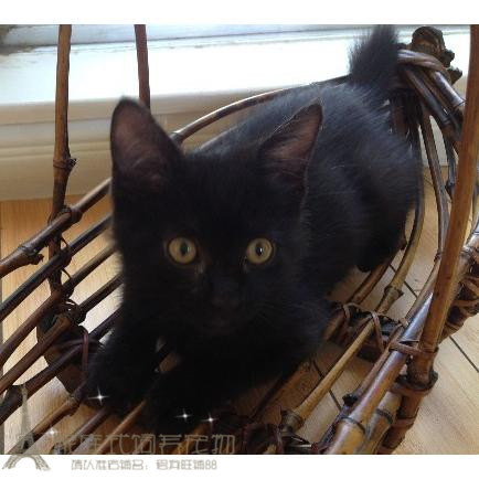 家养纯种孟买猫幼猫活体孟加拉小黑豹短毛黑猫宠物猫纯黑色gg