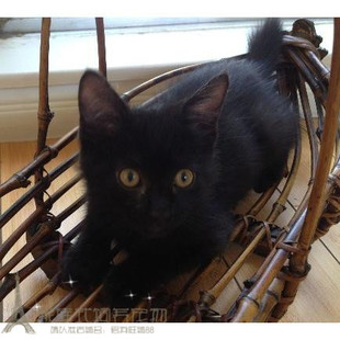 家养纯种孟买猫幼猫活体孟加拉小黑豹短毛黑猫宠物猫纯黑色g