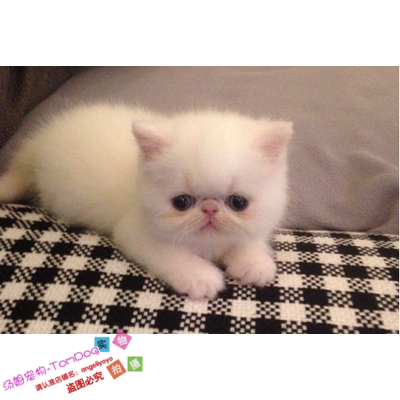 cfa注册猫舍出售加菲猫幼猫异国短毛猫活体幼猫纯白加菲猫弟弟g