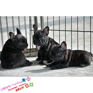 纯种法国斗牛犬幼犬法斗狗狗法牛宠物犬黑色虎皮虎斑宠物狗活体g
