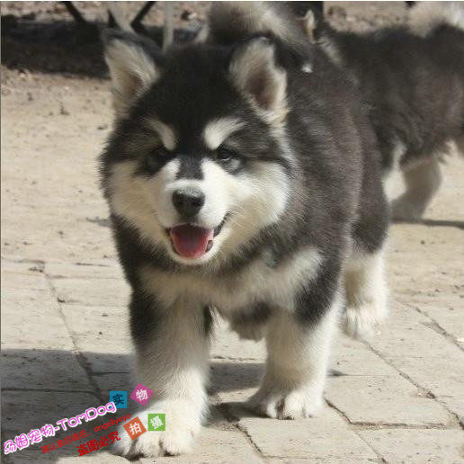 纯种阿拉斯加雪橇宠物犬幼犬活体狗狗毛量多骨量大十字脸出售g
