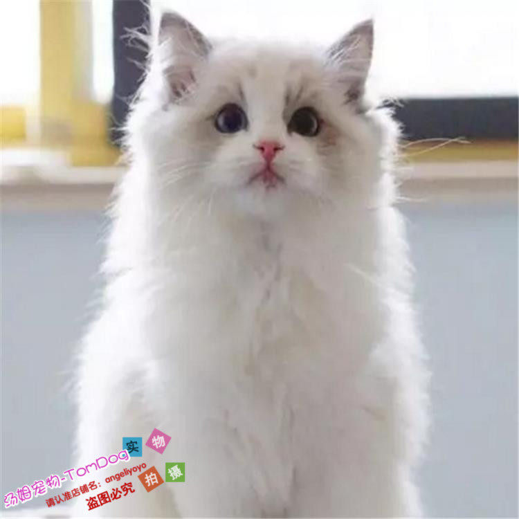 CFA赛级出售美国布偶猫幼猫纯种双色布偶猫幼猫布偶猫活体猫咪g