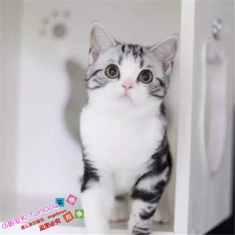 美短美短猫起司猫美国短毛猫美短加白八字脸粉鼻子粉爪幼猫活体g