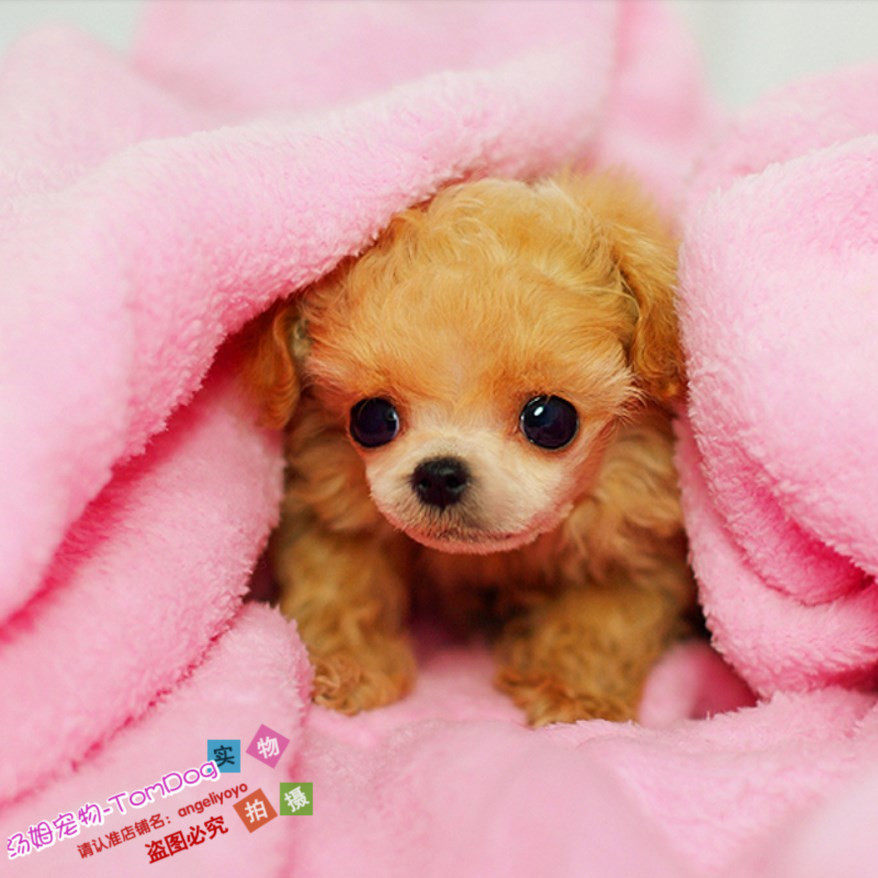 泰迪熊宠物狗泰迪犬红色泰迪纯种幼犬泰迪茶杯犬袖珍狗g