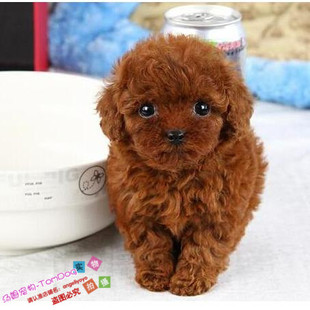 赛级红泰迪幼犬茶杯长不大的泰迪狗玩具型迷你赛级灰色贵宾18g